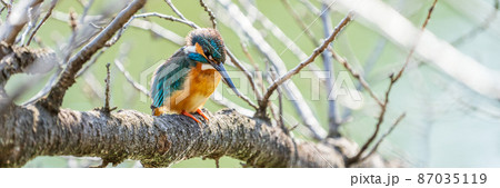 【バナーイメージ】木に留まっているカワセミ クローズアップイメージ 87035119