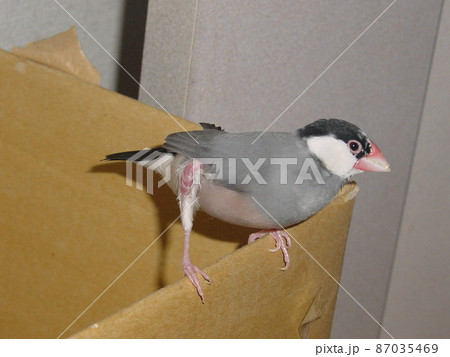 段ボールの上の桜文鳥 段ボールの上の桜文鳥 87035469
