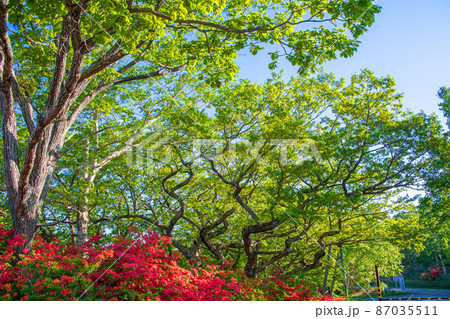 赤城山 白樺牧場 レストハウス前駐車場付近の風景 初夏の早朝風景 赤城山 白樺牧場 レストハウス前駐車場付近の風景 初夏の早朝風景 87035511