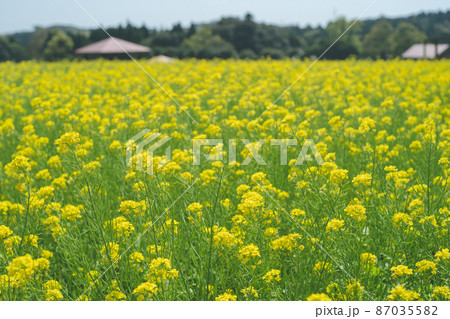 一面の黄色い菜の花畑 鹿児島都市農業センター春の絶景 一面の黄色い菜の花畑 鹿児島都市農業センター春の絶景 87035582