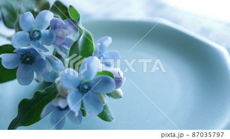 ブルースター 爽やかな朝 ブルースター 爽やかな朝 87035797