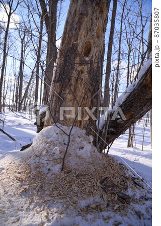 クマゲラ食痕（北海道） 87035807