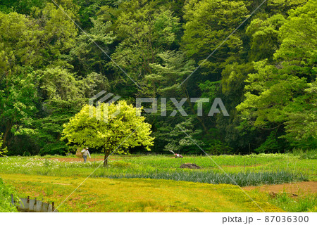 若葉で囲まれる里山 87036300