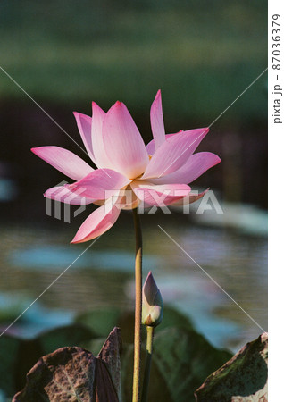 Nature photo film: Lotus flowers. Nature photo film: Lotus flowers. 87036379