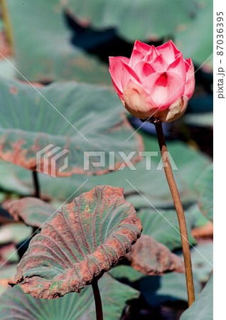 Nature photo film: Lotus flowers. 87036395