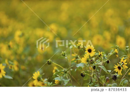 ひまわり畑 ひまわり畑 87036433