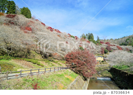 四季桜と紅葉 四季桜と紅葉 87036634
