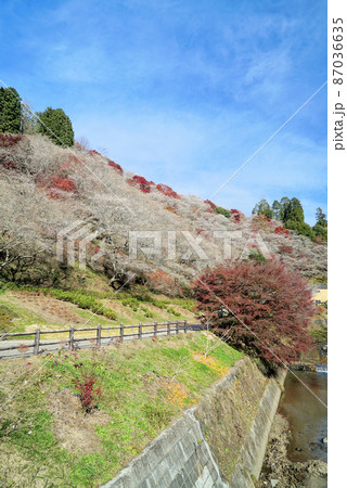 四季桜と紅葉 四季桜と紅葉 87036635
