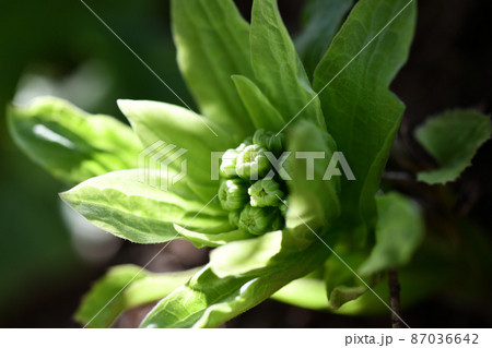 早春のフキノトウ(蕗のとう) 早春のフキノトウ(蕗のとう) 87036642