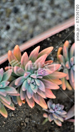 神奈川県鎌倉市で見かけた多肉植物 87036780