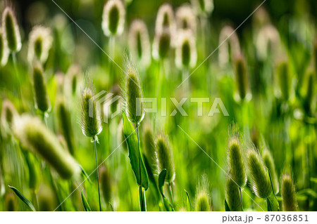 夢見る人の瞳の中に、色一杯の花びらが明日を夢見て咲きほこる 夢見る人の瞳の中に、色一杯の花びらが明日を夢見て咲きほこる 87036851