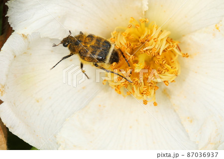 生き物 昆虫 ヒメトラハナムグリ、黒と黄色の虎柄ですが遠目ではお尻の方の白い毛束が目立ちます 生き物 昆虫 ヒメトラハナムグリ、黒と黄色の虎柄ですが遠目ではお尻の方の白い毛束が目立ちます 87036937