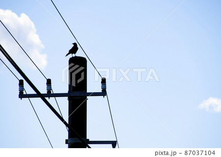電柱にとまったカラス 電柱にとまったカラス 87037104