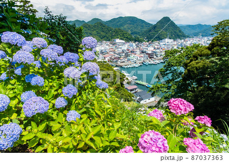 静岡県下田市　下田公園　～満開のアジサイ～ 87037363
