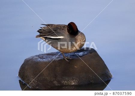 鴨 87037590