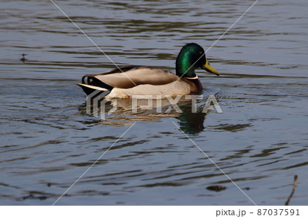 マガモ 87037591