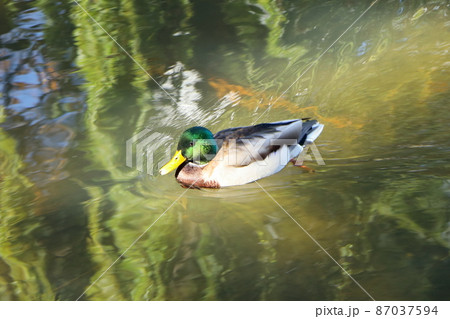 マガモ 87037594
