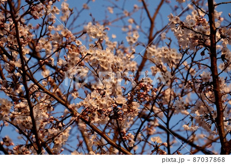 夕日に映える梅の花 夕日に映える梅の花 87037868