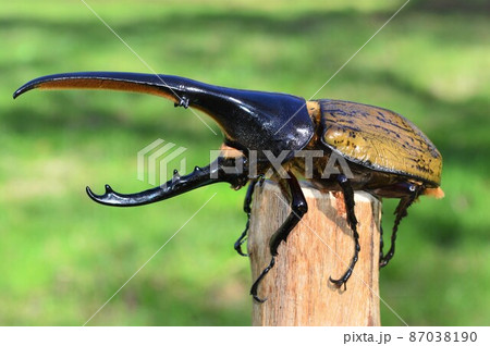 ヘラクレスオオカブトのヘラクレスヘラクレス樹木の上で 87038190