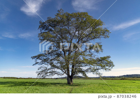 ハルニレの木　北海道　十勝の風景 87038246