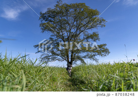 ハルニレの木と黒柴　北海道　十勝の風景 87038248