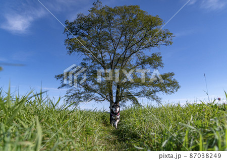 ハルニレの木と黒柴　北海道　十勝の風景 87038249