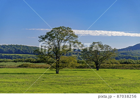 ハルニレの木　北海道　十勝の風景 87038256