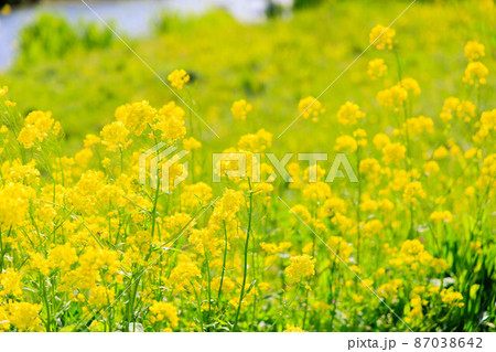 新春、菜の花の絨毯 87038642