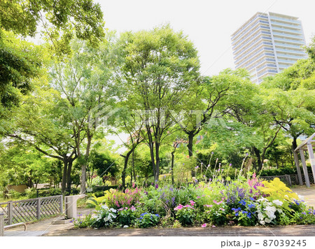 木場公園の植物園 87039245