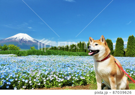 青空のネモフィラと柴犬　そして富士山 87039626