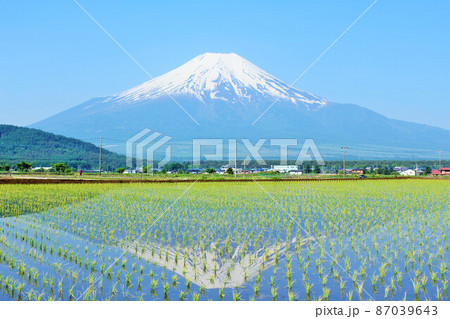 初夏の青空　新緑の田んぼ風景と富士山 87039643