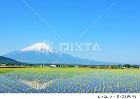 初夏の青空　新緑の田んぼ風景と富士山 87039648