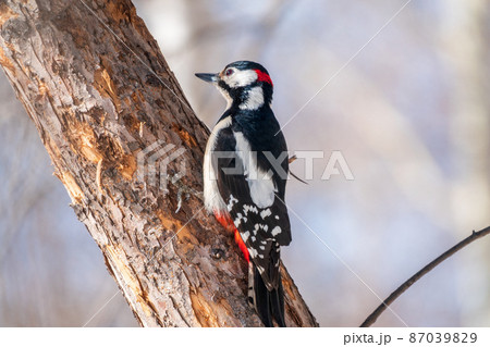 Little woodpecker sits on a tree trunk. The great spotted woodpecker, Dendrocopos major 87039829