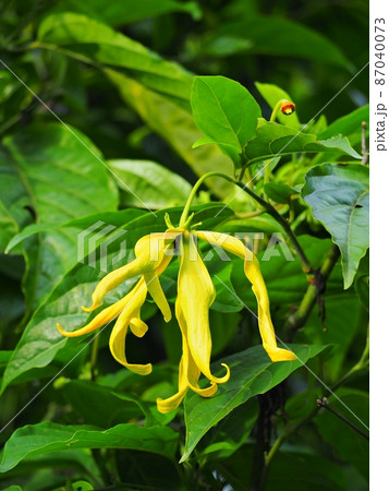 Cananga odorata or Ylang-ylang flowers are fragrant. and planted as an auspicious tree in the house Cananga odorata or Ylang-ylang flowers are fragrant. and planted as an auspicious tree in the house 87040073