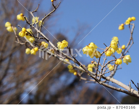 鮮やかな黄色い梅の花 鮮やかな黄色い梅の花 87040166