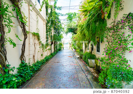 Colorful and beautiful old town with tree and plant in Songkhla, Thailand Colorful and beautiful old town with tree and plant in Songkhla, Thailand 87040392