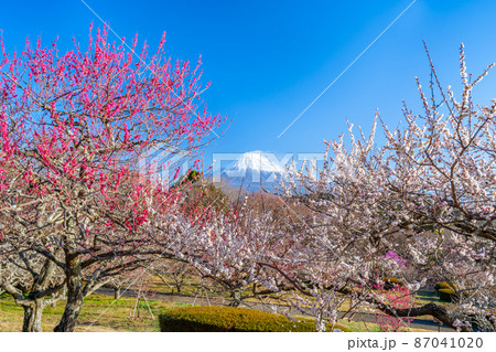 【静岡県】　富士山　梅の花　岩本山公園 87041020