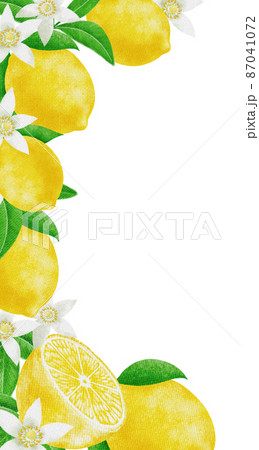 夏のレモンの果実と花のフレーム素材のイラスト素材