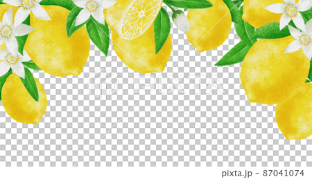 夏のレモンの果実と花のフレーム素材のイラスト素材