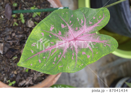 Caladium bicolor leaves in the garden Caladium bicolor leaves in the garden 87041434