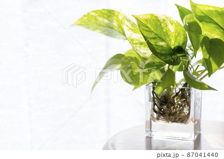 窓際のフレッシュなポトス 87041440