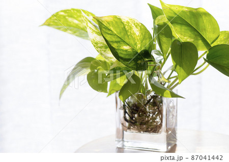 窓際のフレッシュなポトス 87041442