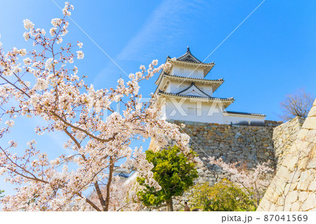 新春の桜と明石城 新春の桜と明石城 87041569