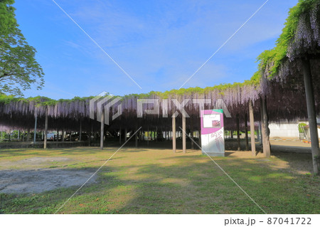 青空のもと咲き誇る柳川市中山大藤の藤の花 青空のもと咲き誇る柳川市中山大藤の藤の花 87041722