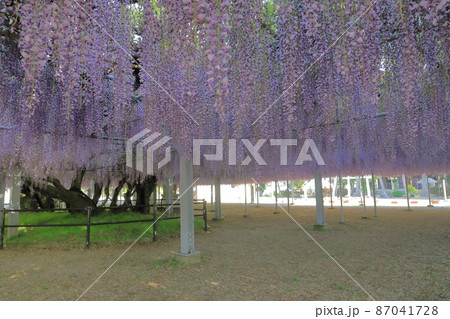 柳川市中山大藤の咲き誇る満開の藤の花の眺め 柳川市中山大藤の咲き誇る満開の藤の花の眺め 87041728