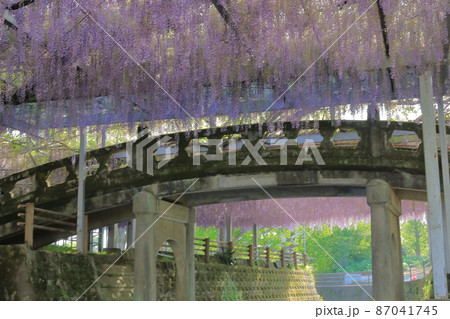 柳川市中山の太鼓橋と藤棚の景色 87041745
