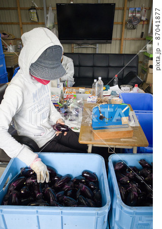ナスの箱詰め作業 外国人 労働者 ナスの箱詰め作業 外国人 労働者 87041877
