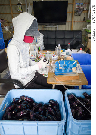ナスの箱詰め作業 外国人 労働者 ナスの箱詰め作業 外国人 労働者 87041879