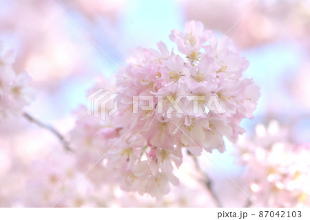 可憐な思川桜 87042103