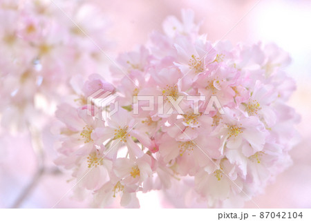 可憐な思川桜 可憐な思川桜 87042104